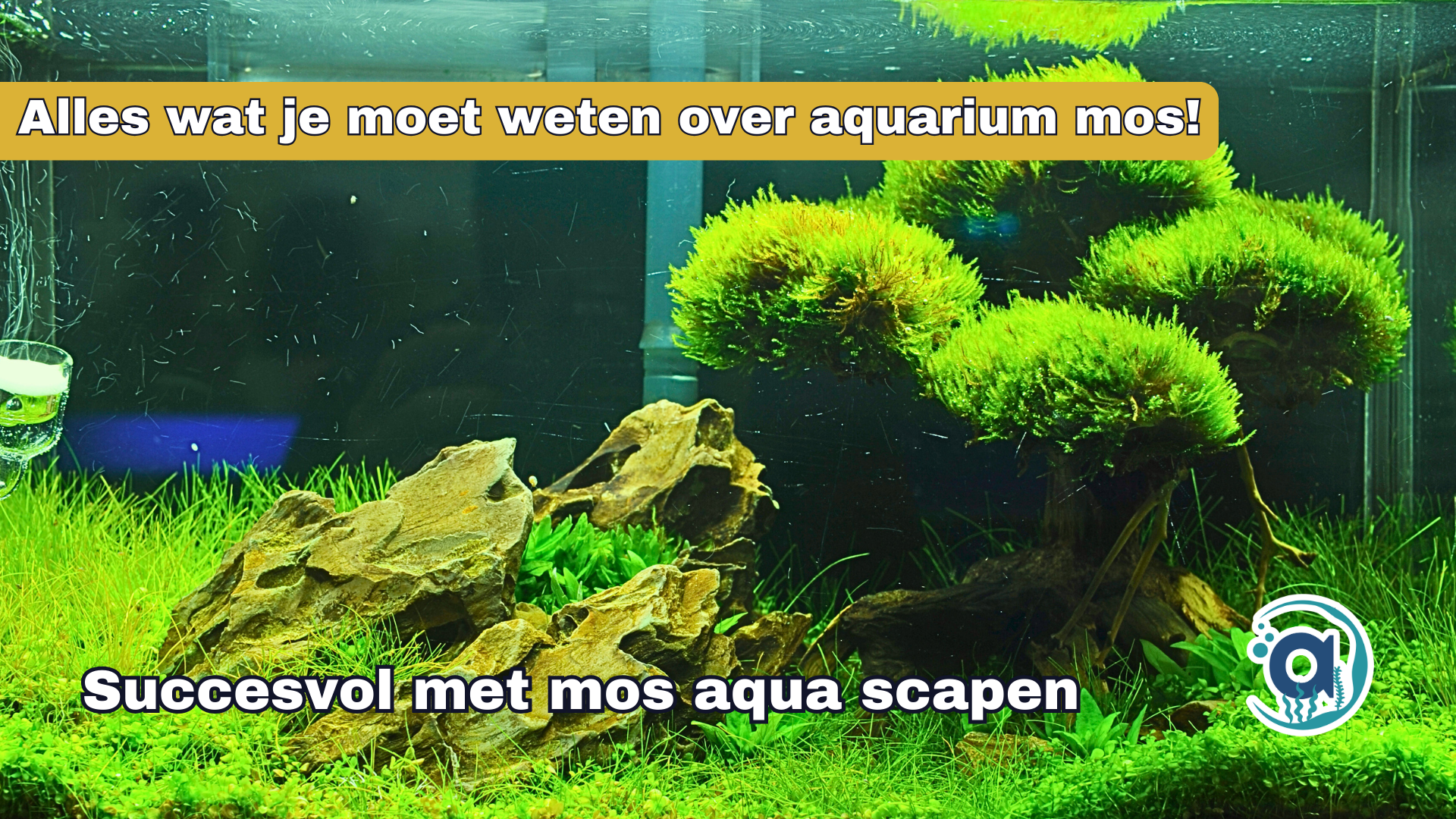 Aquarium mos, alles wat je moet weten!