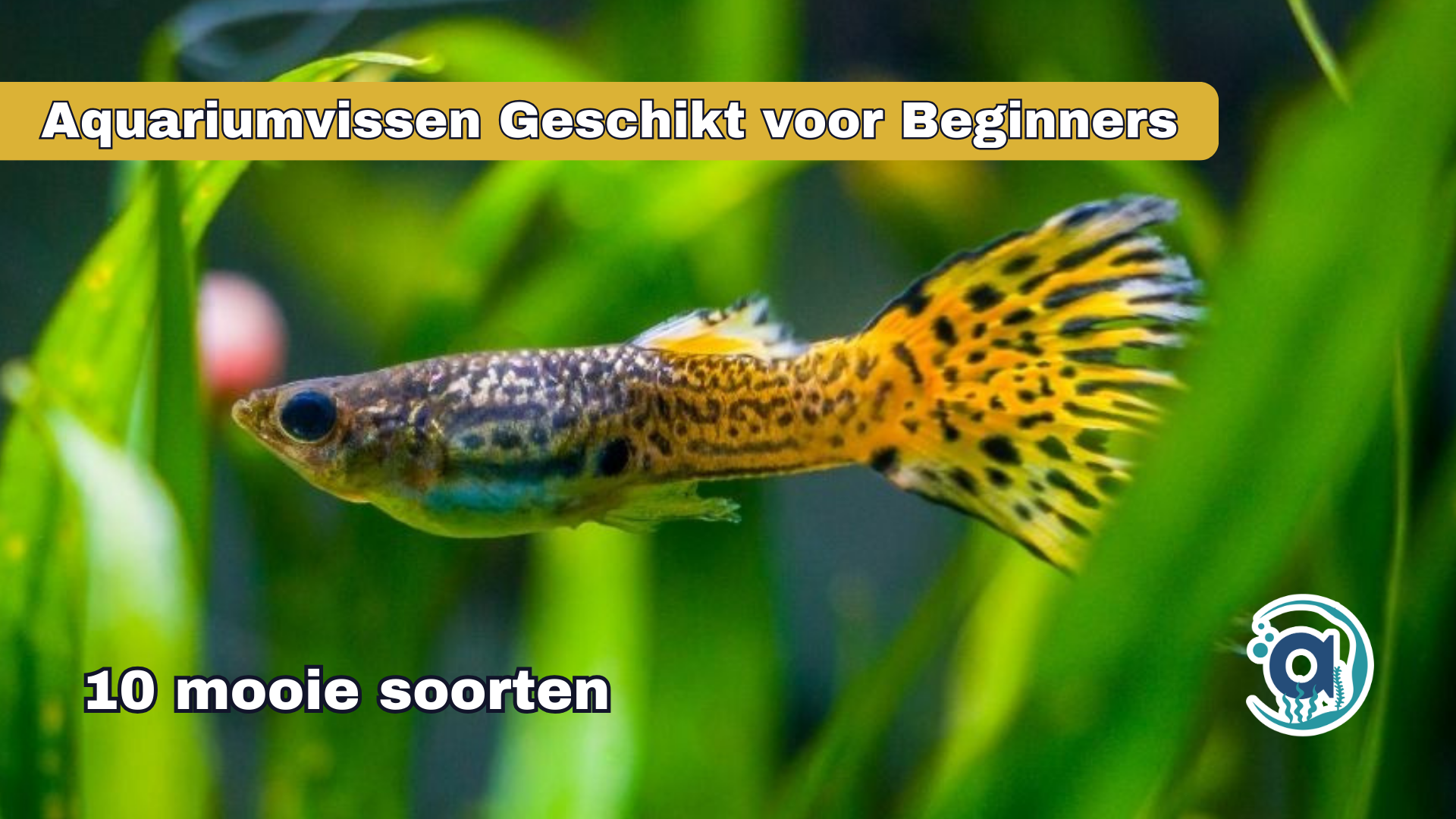 Welke vissen voor beginner aquarium?