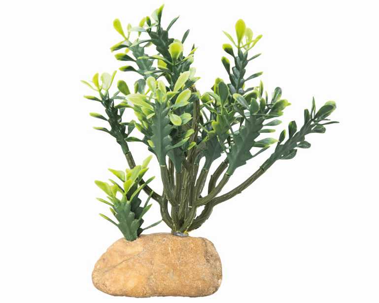 Hobby Terrano Euphorbia M