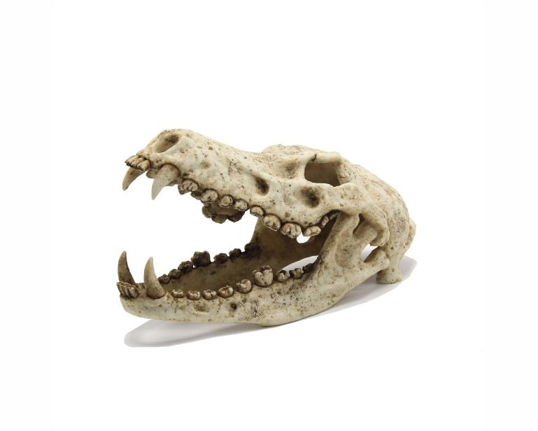 Blue Belle Pacific Wolf Skull 18X12X15 CM