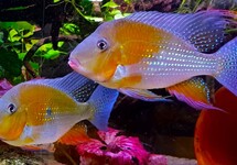 Acarichthys Heckelii Red
