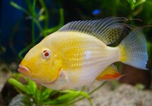 Acarichthys Heckelii Albino