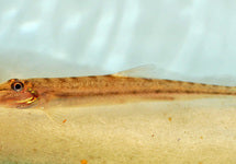 Acantopsis Dialuzona