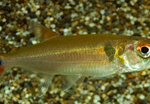Acestrorhynchus Falcatus