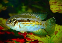 Laetacara Araguaiae