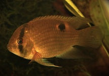 Cleithracara Maronii
