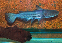 Ageneiosus Marmoratus