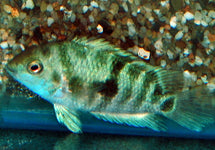 Amatitlania Sp. Honduras Red Point