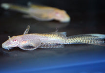 Ancistrus Cf. Cirrhosus Gold Albino Long