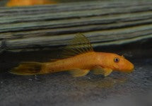 Ancistrus Cf. Cirrhosus Red