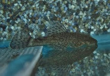 Ancistrus Triradiatus