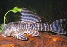 L226 Panaqolus Changae