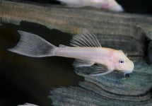 L144 Ancistrus Sp. Snow White