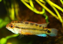 Apistogramma Sp. Amaya