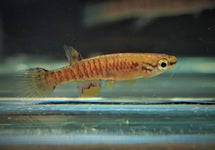 Aphyosemion Exigoideum