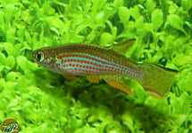 Aphyosemion Striatum