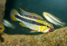 Apistogramma Sp. Abacaxis