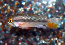 Apistogramma Barlowi