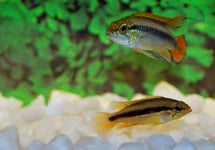 Apistogramma Agassizii Red