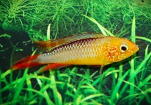 Apistogramma Agassizii Fire Fish