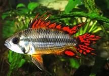Apistogramma Cacatuoides Double Red