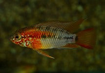 Apistogramma Macmasteri