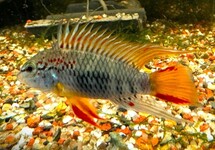 Apistogramma Sp. D33