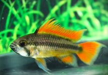 Apistogramma Cacatuoides Orange