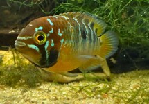 Ivanacara Bimaculata