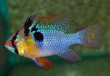 Mikrogeophagus Ramirezi