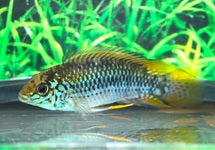 Apistogramma Alacrina