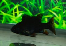 Mikrogeophagus Ramirezi Black