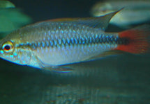 Apistogramma Sp. Rio Mamore
