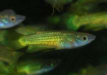 Aplocheilus Lineatus Gold