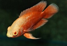 Astronotus Ocellatus Orange