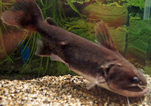 Asterophysus Batrachus