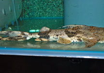 Bagarius Bagarius