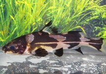 Bagroides Melapterus