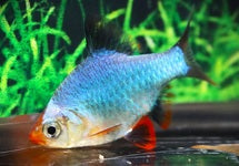 Puntigrus Tetrazona Cobalt
