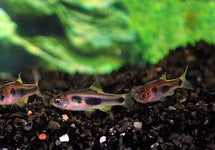 Enteromius Hulstaerti