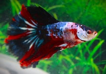 Betta Sp. Half Moon Galaxy Male