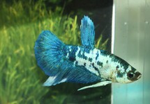 Betta Sp. Plakat Marble Blue Male