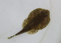 Beaufortia Kweichowensis