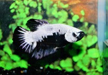 Betta Sp. Plakat Black Samurai Male