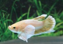 Betta Sp. Plakat Dumbo Ear Gold Male