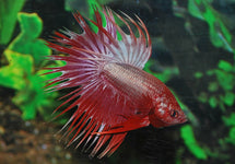 Betta Sp. Crowntail Dragon Male