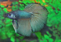 Betta Sp. Super Delta Male