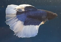 Betta Sp. Half Moon Butterfly Male