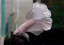 Betta Sp. Halfmoon White Male