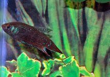 Betta Imbellis